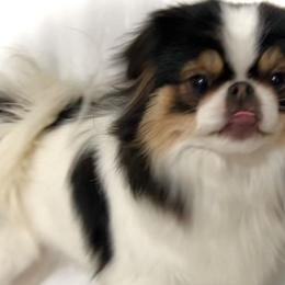 Trinity - Japanese Chin