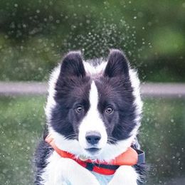 Border Collies from HiQ Border Collies