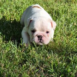Andrea - White female Bulldog puppy in Cheshire, Connecticut from Absolut Bulldogs