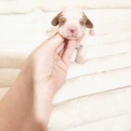 Cruze - Blenheim male Cavalier King Charles Spaniel puppy in Wilburton, Oklahoma from My Kids Kennel