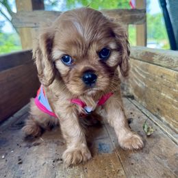 Cavalier King Charles Spaniel Puppies from Reynolds Farms Cavaliers