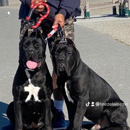 Roxanne Busch - Cane Corso