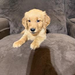 Girl 1 Green - Dark golden female Golden Retriever puppy in Joshua, Texas from 3 Gun Retrievers