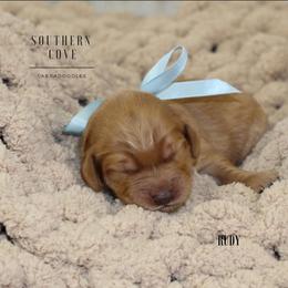 Rudy - Caramel red male Australian Labradoodle puppy in Winter Haven, Florida from Southern Cove Labradoodles