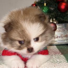 Snickers - Chocolate parti male Pomeranian puppy in Tucson, Arizona from Pomutopia
