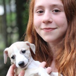 Whippet Puppies from Wise Heart Whippets