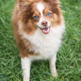 Reba - Toy Australian Shepherd