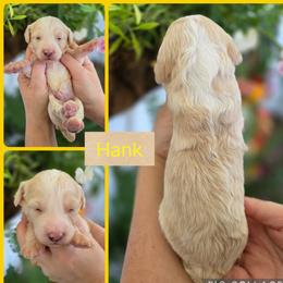 Hank - Cream male Goldendoodle puppy in Decatur, Tennessee from Diamond's Doodles
