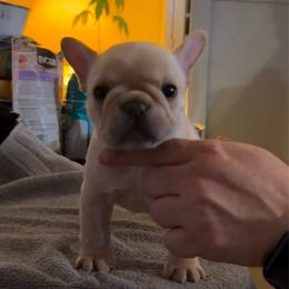 Vida - Cream female French Bulldog puppy in Newport, Oregon from Blue Coast Bulldogs