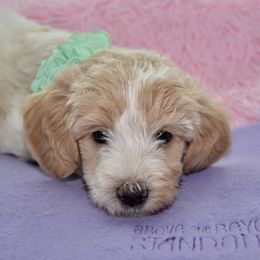 Bernedoodle and Goldendoodle Puppies from Above and Beyond Standards
