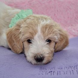 Bernedoodle and Goldendoodle Puppies from Above and Beyond Standards