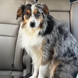 Noodle - Blue merle male Miniature Australian Shepherd puppy in Mount Carmel, Tennessee from Hill Top Mini Aussies