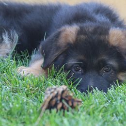German Shepherd Puppies from Centennial German Shepherds