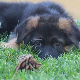 German Shepherd Puppies from Centennial German Shepherds