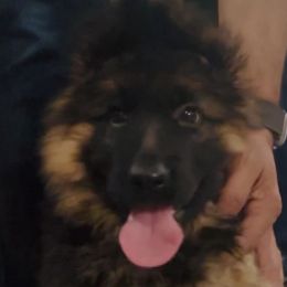 Girl 1 - German Shepherd puppy in Richfield, Minnesota from Midwest GSD LLC