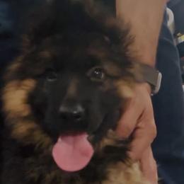 Girl 1 - German Shepherd puppy in Richfield, Minnesota from Midwest GSD LLC