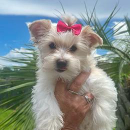 Emma - Parti female Yorkshire Terrier puppy in Ponchatoula, Louisiana from Wendy's Pawsitive Training, LLC