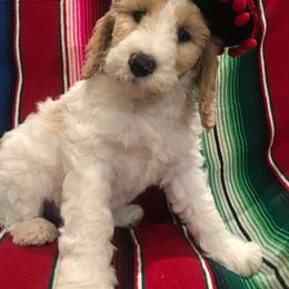 Assorted Doodle Crosses, Australian Labradoodle, Goldendoodle, and Newfoundland Puppies from Twin Sisters Doodles