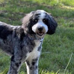 Aussiedoodles from H & A Kennels