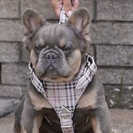 Bubs - French Bulldog