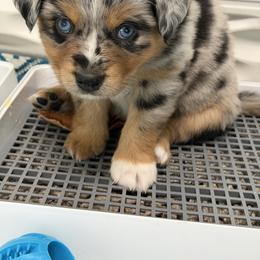 Stitch - Blue merle male Miniature Australian Shepherd puppy in Bohemia, New York from Wiggle Bum Ranch