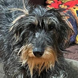 Addy - Dachshund