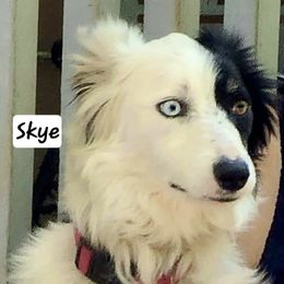 Skye - Border Collie