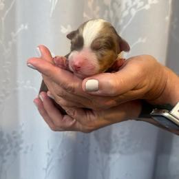 Petunia - Red merle female Australian Shepherd puppy in Hemet, California from Perfect Companion Aussie's