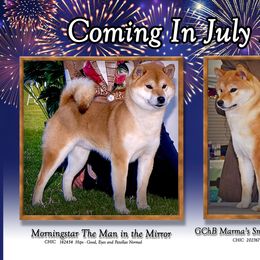 Shiba Inu and Siberian Husky Puppies from Rita Montgomery