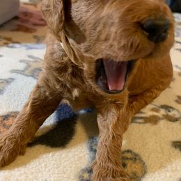 Goldendoodle Puppies from Doodle Me, Doodle You
