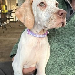 Lime now lavender collar girl - Lemon and white female Pointer puppy in Youngsville, North Carolina from Dogma Pointers & Bulldogs