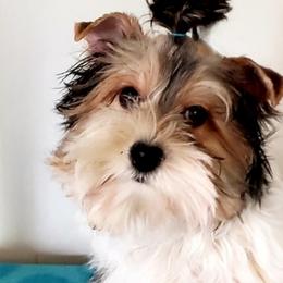 Yorkipoos and Yorkshire Terriers from Spirit Valley Family