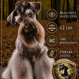 Koah - Miniature Schnauzer