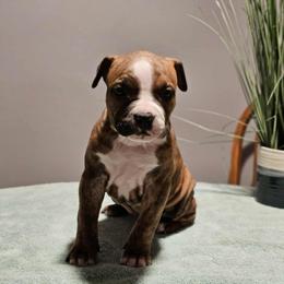 Girl 1 short tail - Black brindle female American Staffordshire Terrier puppy in Springfield, Illinois from Prairieland Kennels