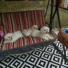 Maltese Puppies from Franny's Maltese Puppies