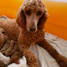 Bernedoodles, Goldendoodles, and Poodles from Wagging Tailz Pups