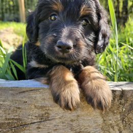 Huckleberry - Phantom Assorted Doodle Crosses puppy in Rainier, Oregon from Seven Petals Farm