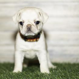 Nova (red) - Cream female Pug puppy in Hereford, Arizona from Broken Road Ranch Pugs