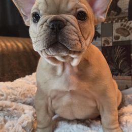 French Bulldog Puppies from OTF Frenchies