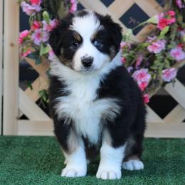 Helena - Black tri-color female Australian Shepherd puppy in Circleville, Utah from Canyon Creek Aussies