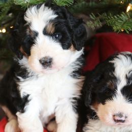 Bernedoodles and Goldendoodles from River Doodles