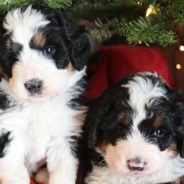 Bernedoodles and Goldendoodles from River Doodles