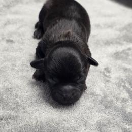 Tammy Wynette - Liver female Shihpoo puppy in Delphos, Ohio from Route 66 Puppies