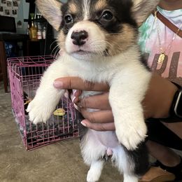 Girl 2 - Pembroke Welsh Corgi puppy in San Diego, California from Peaches Pad