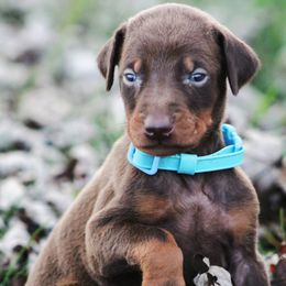 Cas - Red and rust male Doberman Pinscher puppy in Winchester, Ohio from 32 Farms