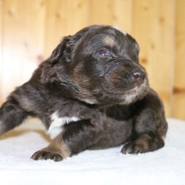 Jett - Red tri-color male Australian Shepherd puppy in Macon, Georgia from Shaina’s Shepherds