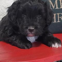 Aussiedoodle and Poodle Puppies from Simply Grace Mini Aussiedoodles