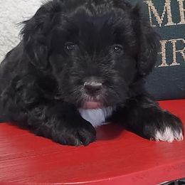 Aussiedoodle and Poodle Puppies from Simply Grace Mini Aussiedoodles