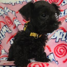 Oso - Black male Miniature Schnauzer puppy in Titusville, Florida from Alysha's Grandbabies