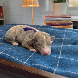 Susan - White and red merle female Bordoodle puppy in Valley Center, California from Circle R Valley Bordoodls